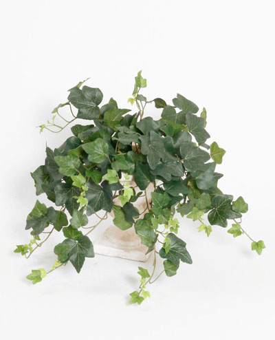 5727 Ivy Gala Bush 48cm